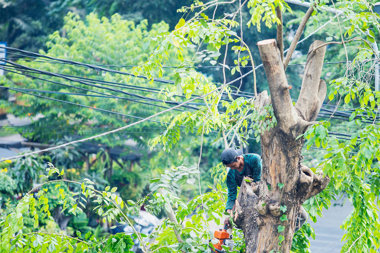 Arborist Is Using A Chainsaw To Cut Down A Tree