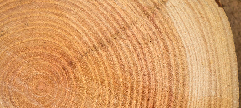 Close Up Of Wooden Texture Of Cut Tree Trunk