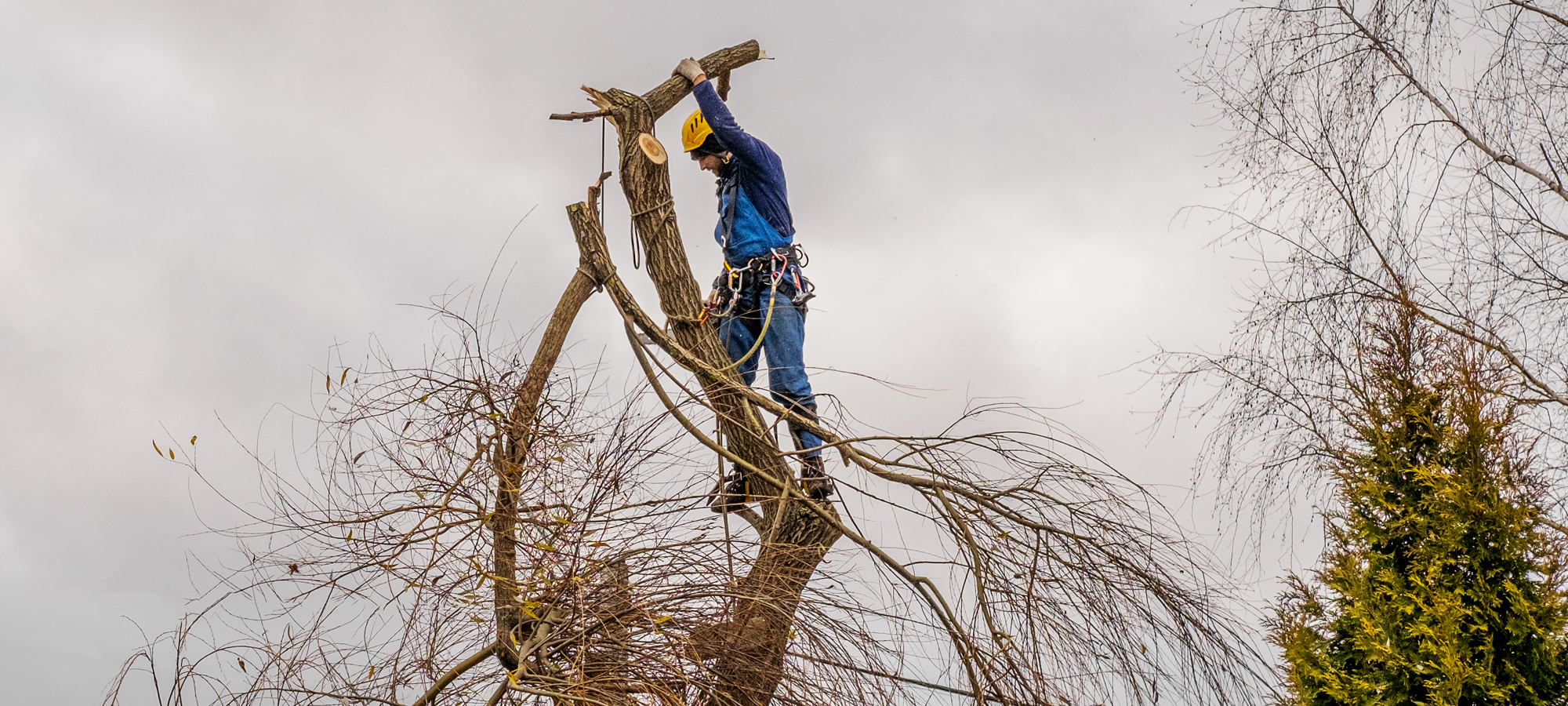 A Arborist Cut And Holding A Big Branch Of Willow Tree During An Autumn Day